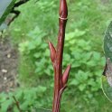 Salix magnifica rameau